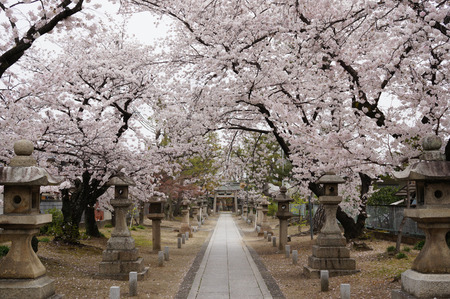 山田神社の桜130402-01