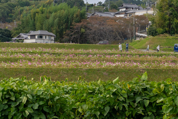 コスモス-2010225