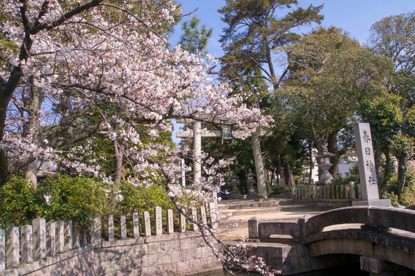 桜祭-1803262