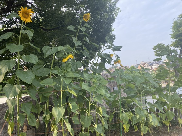 GOUCgpb0nfnLKFGfdWvyUTpZsAWPNyGQFEyPg5zc