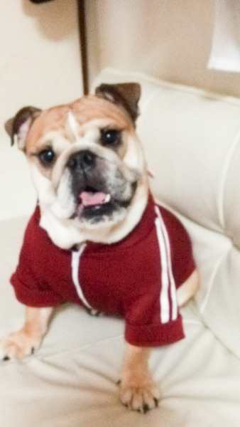 ぽてちゃん(ポテト)3