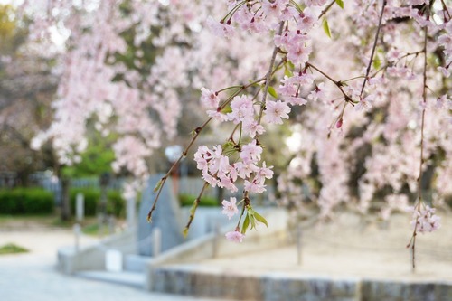 牧野公園2