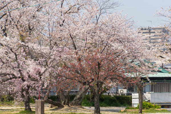 桜-2004088