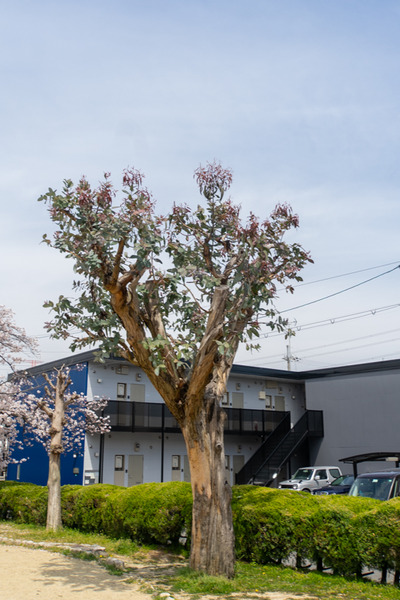 やまはら公園-20040714