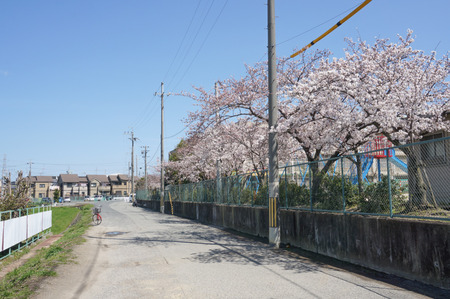 津田の桜-4