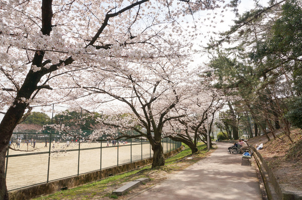 香里ヶ丘中央公園桜