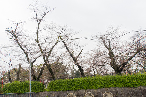 桜-2003271