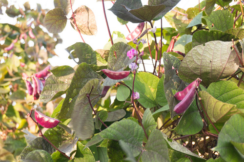 村野ワイン豆-1