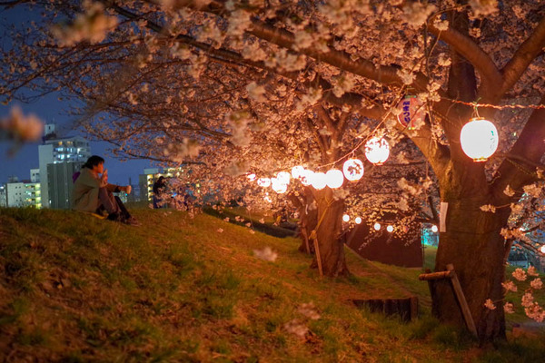 桜祭-1803269