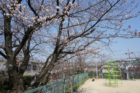 村野公園の桜-2
