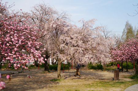 牧野公園の桜130410-04