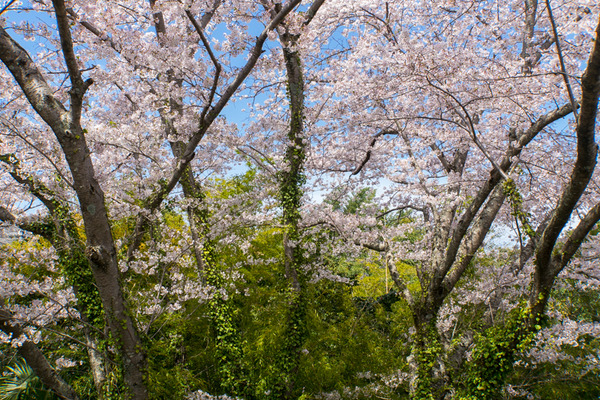 穂谷新池公園-2004073