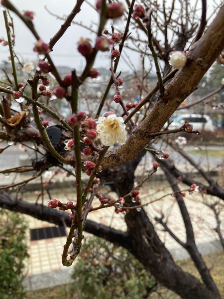 D111B266-6AC7-4269-B881-18E73F2C2FFA