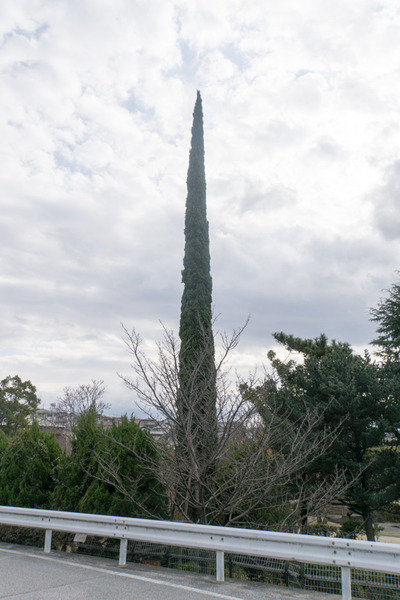 市民の森-16010703