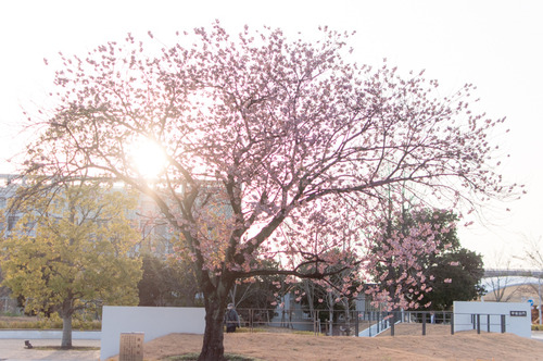 桜2015-26