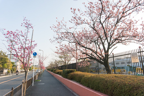 桜2015-2