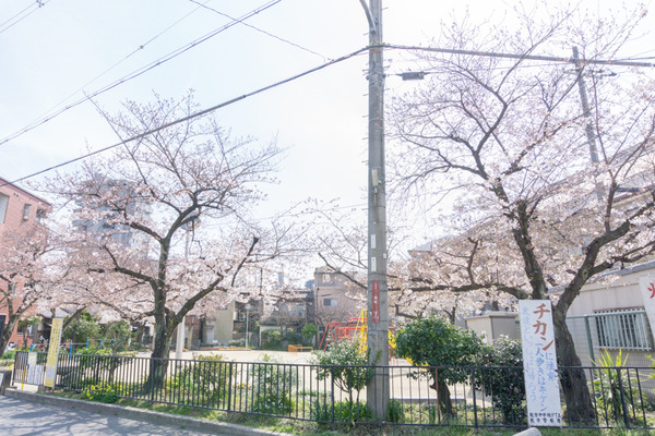 桜-1704051