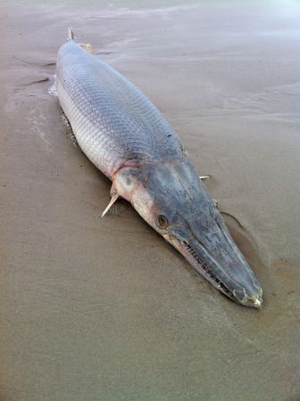 アリゲーターガー01