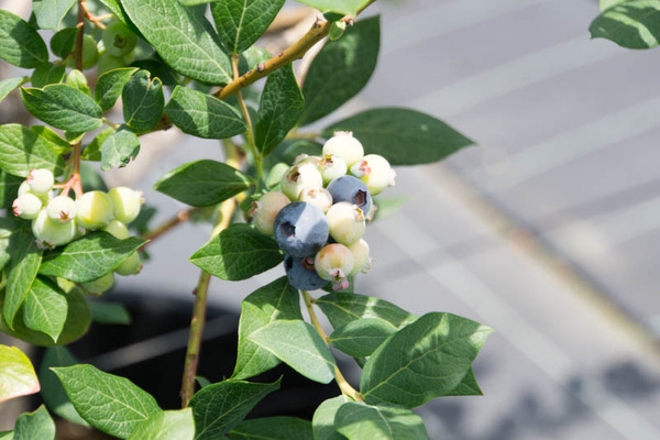 ひらかたベリーファーム-1805213