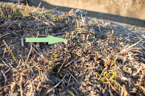 藤阪つくし-2101202