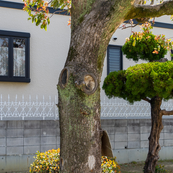 七ツ松公園-2004077