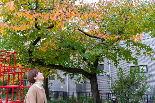 伊加賀公園-2011078