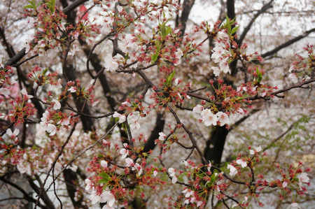 穂谷川の桜130406-04