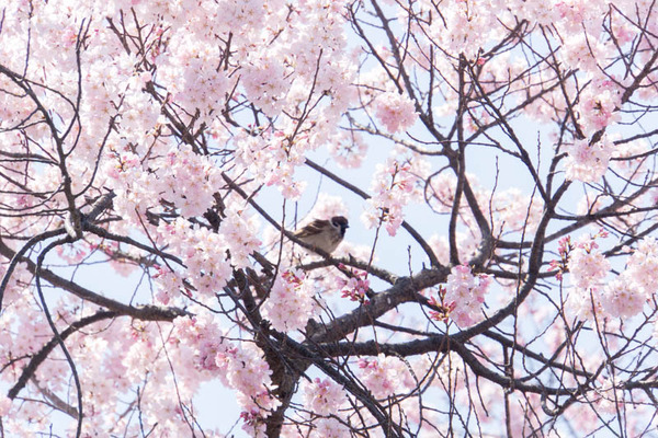 桜-1704035