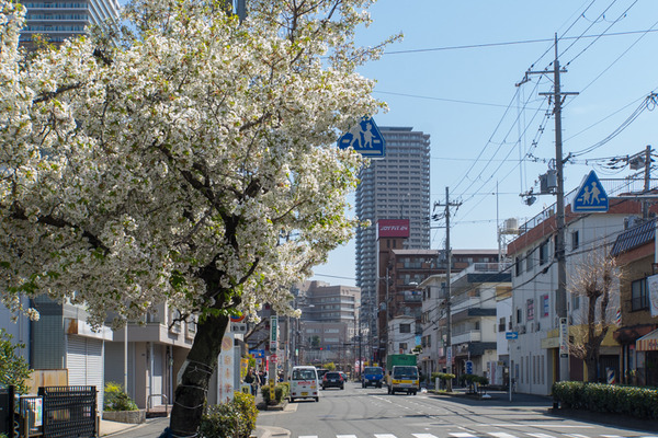桜-2003264