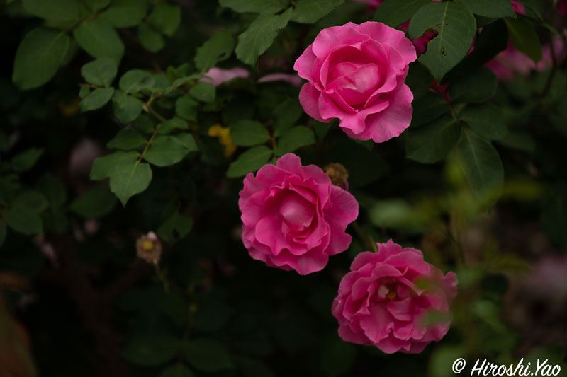 市民の森のバラとスイレン 枚方フォト 枚方つーしん