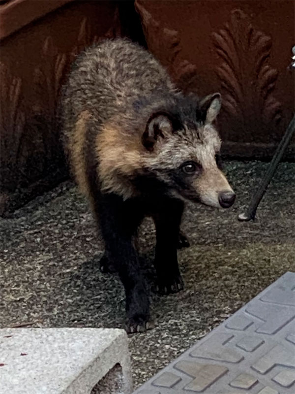 さっき牧野でタヌキ見た 枚方フォト 枚方つーしん