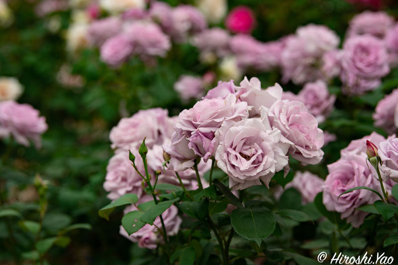 市民の森のバラとスイレン 枚方フォト 枚方つーしん