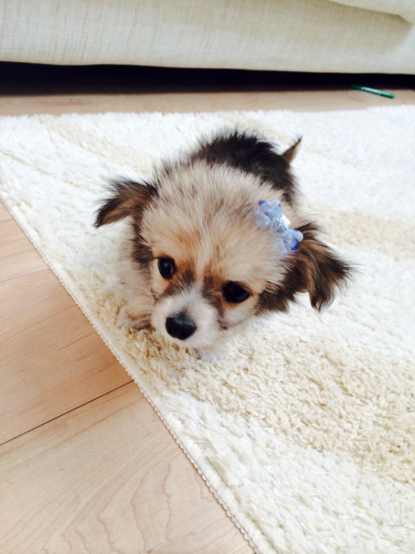 マロン イヌ ミックス ひらつーペット 枚方つーしん