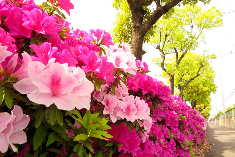 枚方市周辺のツツジの開花状況 投稿も募集 枚方フォト 枚方つーしん
