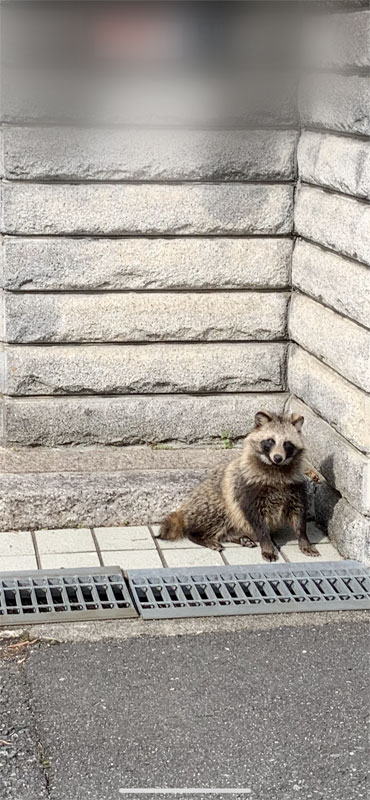枚方で新たに目撃されたタヌキとアライグマ 枚方フォト 枚方つーしん