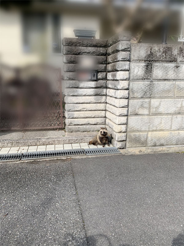 枚方で新たに目撃されたタヌキとアライグマ 枚方フォト 枚方つーしん