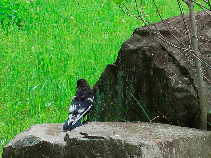 山田池公園で目撃された羽の一部が白いカラス 枚方フォト 枚方つーしん