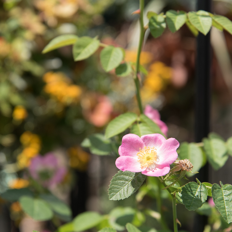 Tvチャンピオン2連覇のローズソムリエに聞いた意外と知らないバラの世界 ひらつーコラボ 枚方つーしん