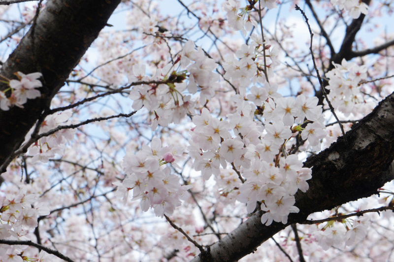 ムキムキマンの館 などひらつーへの検索数の 少ない キーワード 12年4月の枚方つーしんは49 6万pv アクセス解析 枚方つーしん