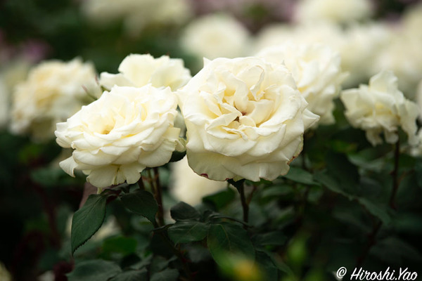 市民の森のバラとスイレン 枚方フォト 枚方つーしん