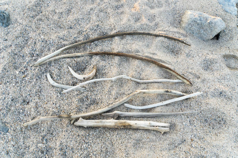 枚方でも流木って拾えるの 淀川ぞい探してみた 枚方つーしん