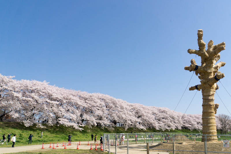 八幡の背割堤に移植された樹齢100年以上のクスノキから新芽が出てきてる 枚方つーしん