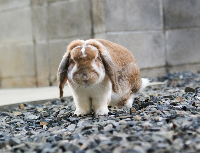 ロップさん ウサギ ロップイヤーミックス ひらつーペット 枚方つーしん