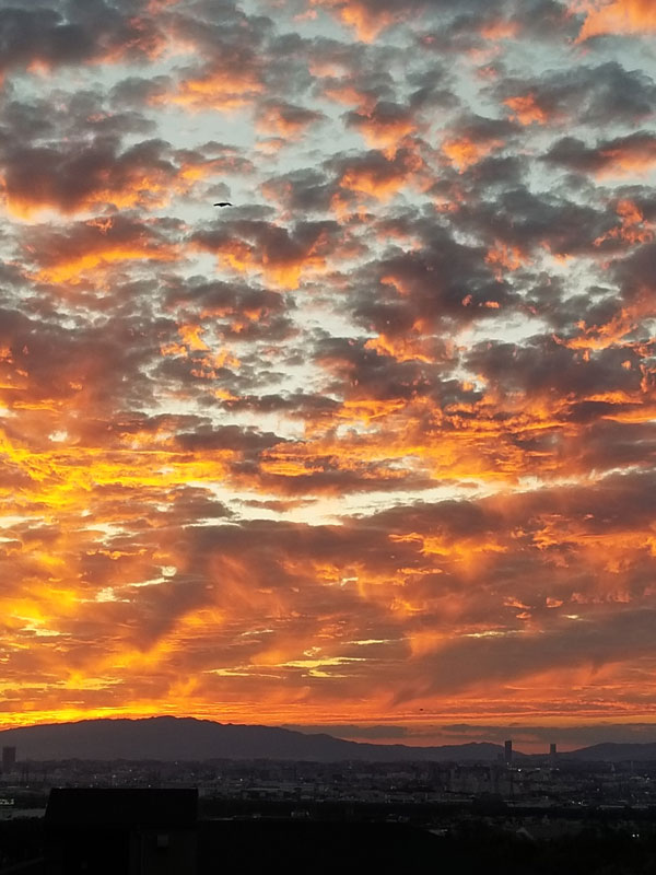 祭りにススキに夕日に木の実 秋を感じさせる写真たち 枚方フォト 枚方つーしん