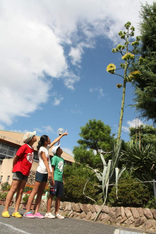 いま香里小で50年に1度だけ咲いて枯れちゃう花が咲いてるそうな 枚方つーしん